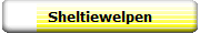 Sheltiewelpen